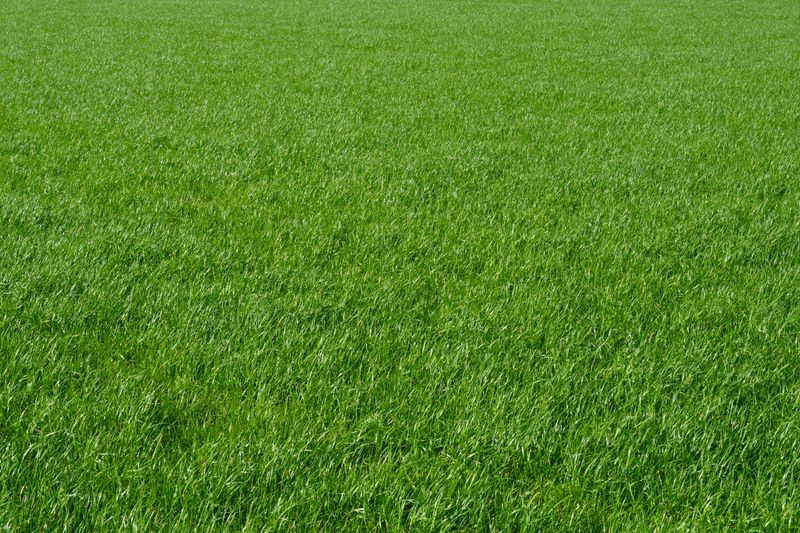 Fescue Thickens Only Through Annual Overseeding