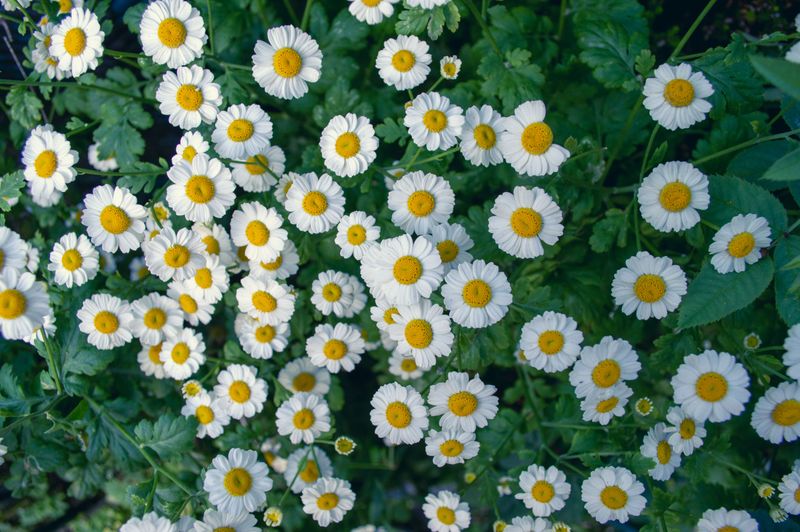 Feverfew Multiplies Beyond Original Planting Feverfew Multiplies Beyond Original Planting