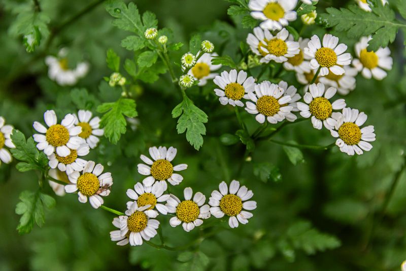 Feverfew Spreads Beyond Original Beds