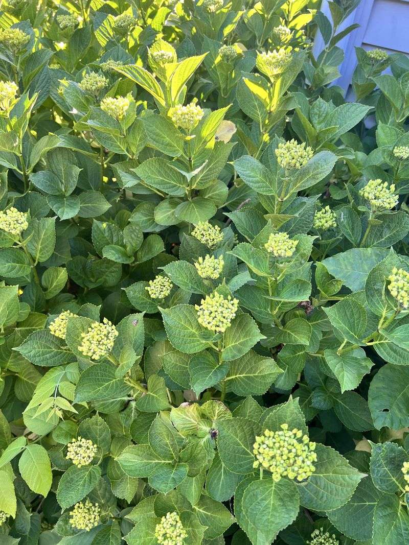Fewer Blooms Can Be The Result Next Summer