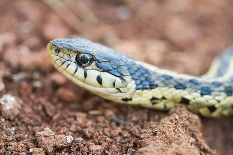 Fewer Broad Sprays Can Leave More Of That Food Web Intact