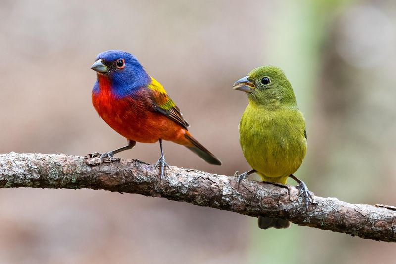 Fewer Pesticides Mean More Insects For Buntings Fewer Pesticides Mean More Insects For Buntings