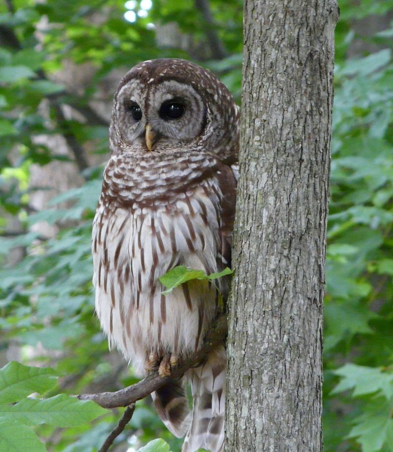 Fewer Sightings Do Not Mean Fewer Owls