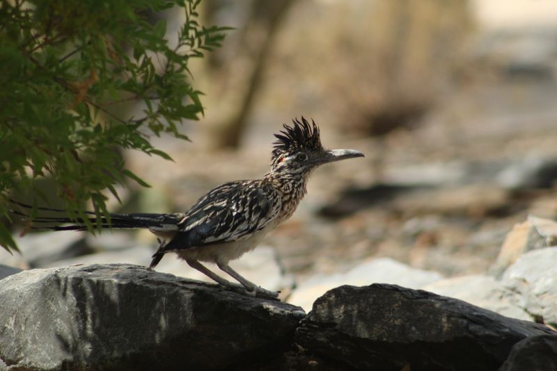 Fewer Sprays Leave More Insects For Roadrunners Fewer Sprays Leave More Insects For Roadrunners