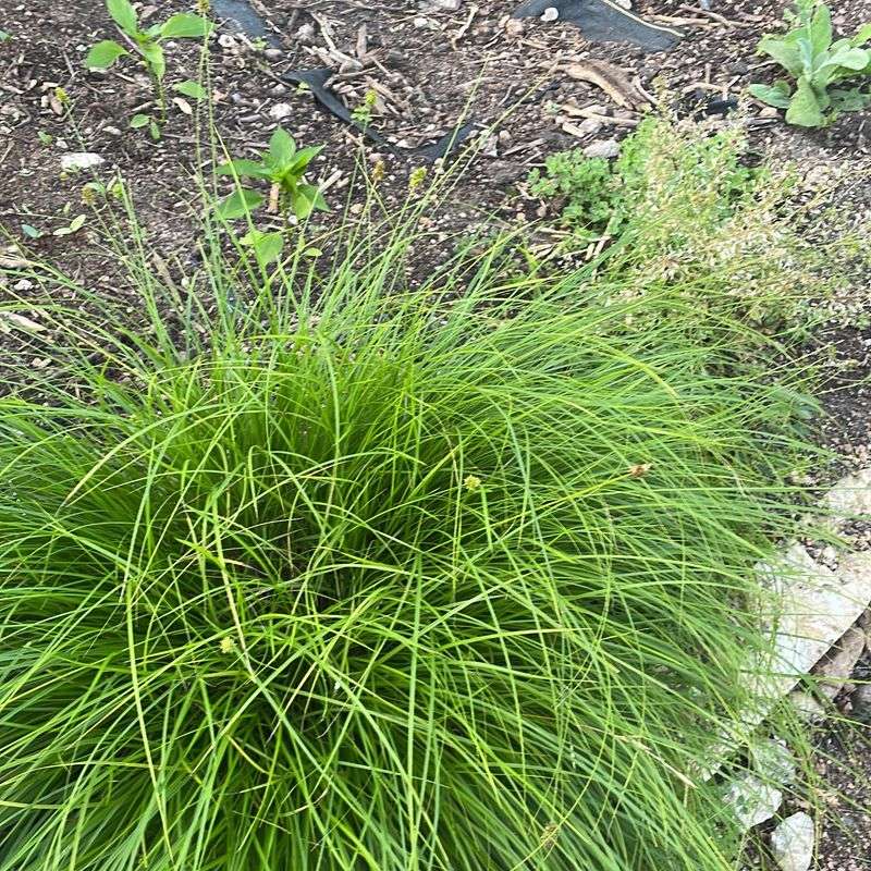 Fibrous Roots Handle Repeated Wet And Dry Cycles Fibrous Roots Handle Repeated Wet And Dry Cycles