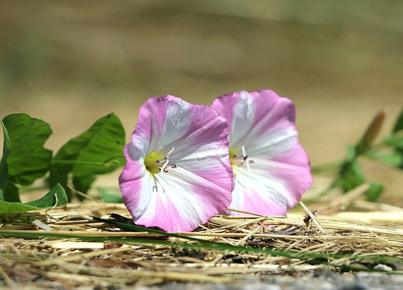 Field Bindweed Became A Prohibited Noxious Weed Field Bindweed Became A Prohibited Noxious Weed