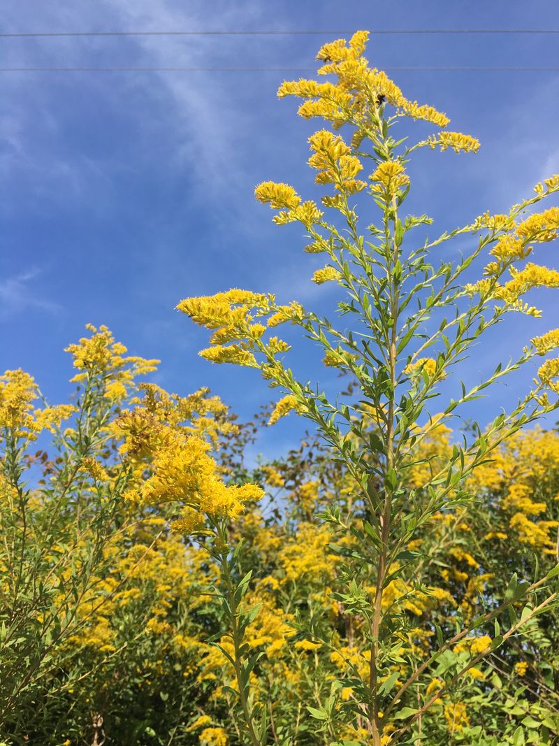 Fields And Meadows Provide Familiar Goldenrod Habitat