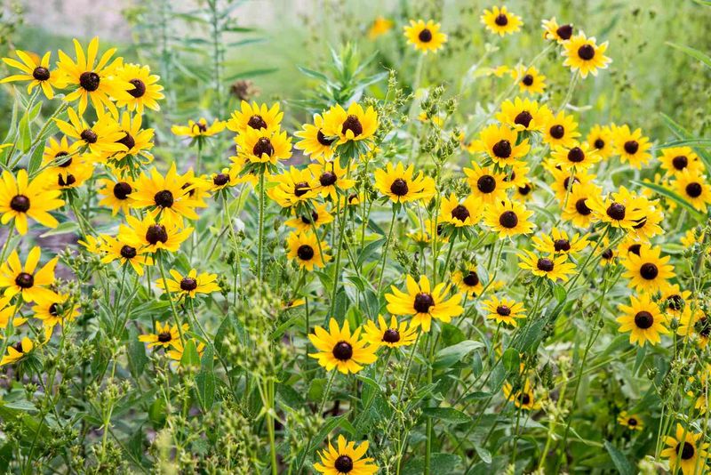 Fields And Roadsides Reveal Its Tough Native Character