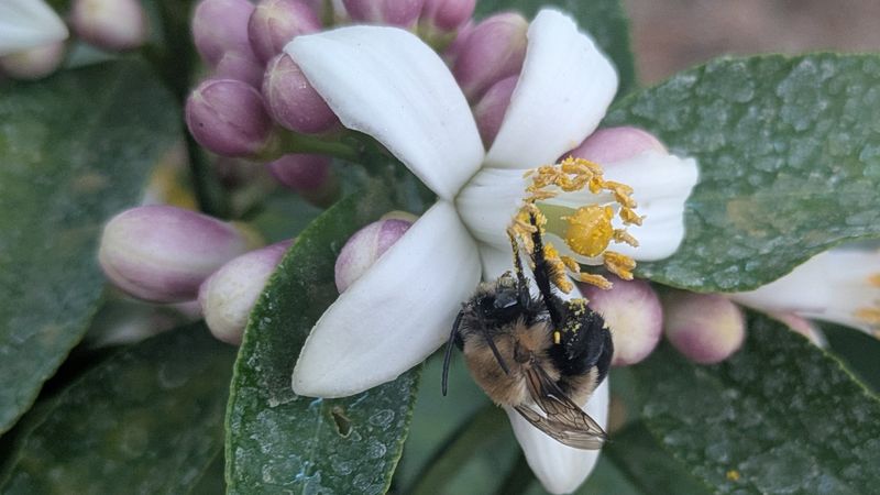 Fifteen Minutes At One Flowering Plant Is All It Takes