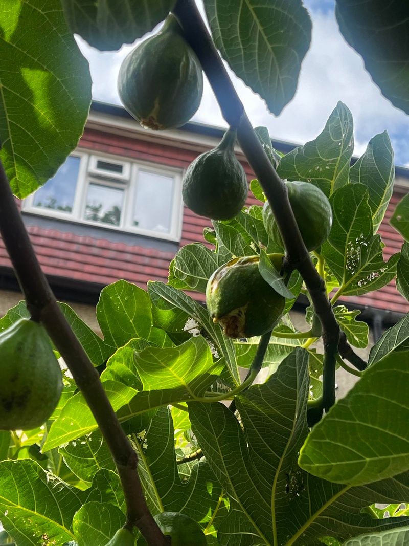 Fig Trees Can Attract Wildlife As Fruit Ripens