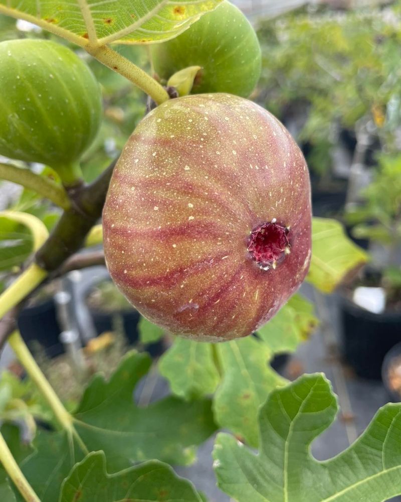 Figs May Turn Sour Before They Fully Ripen