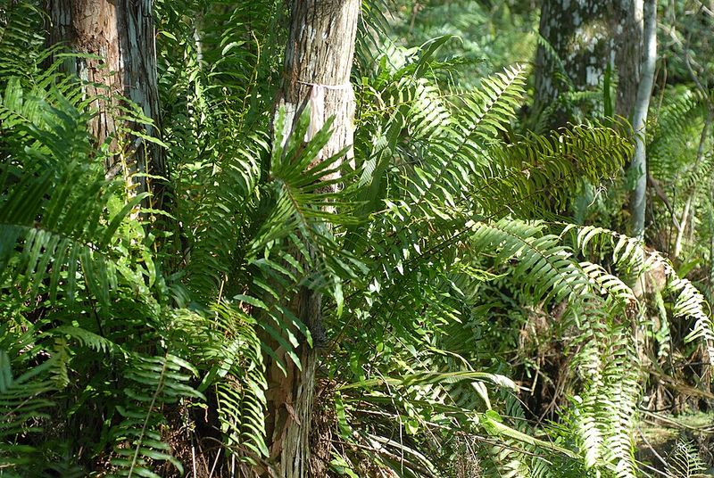 Fill Damp Shade With Native Swamp Fern Fill Damp Shade With Native Swamp Fern