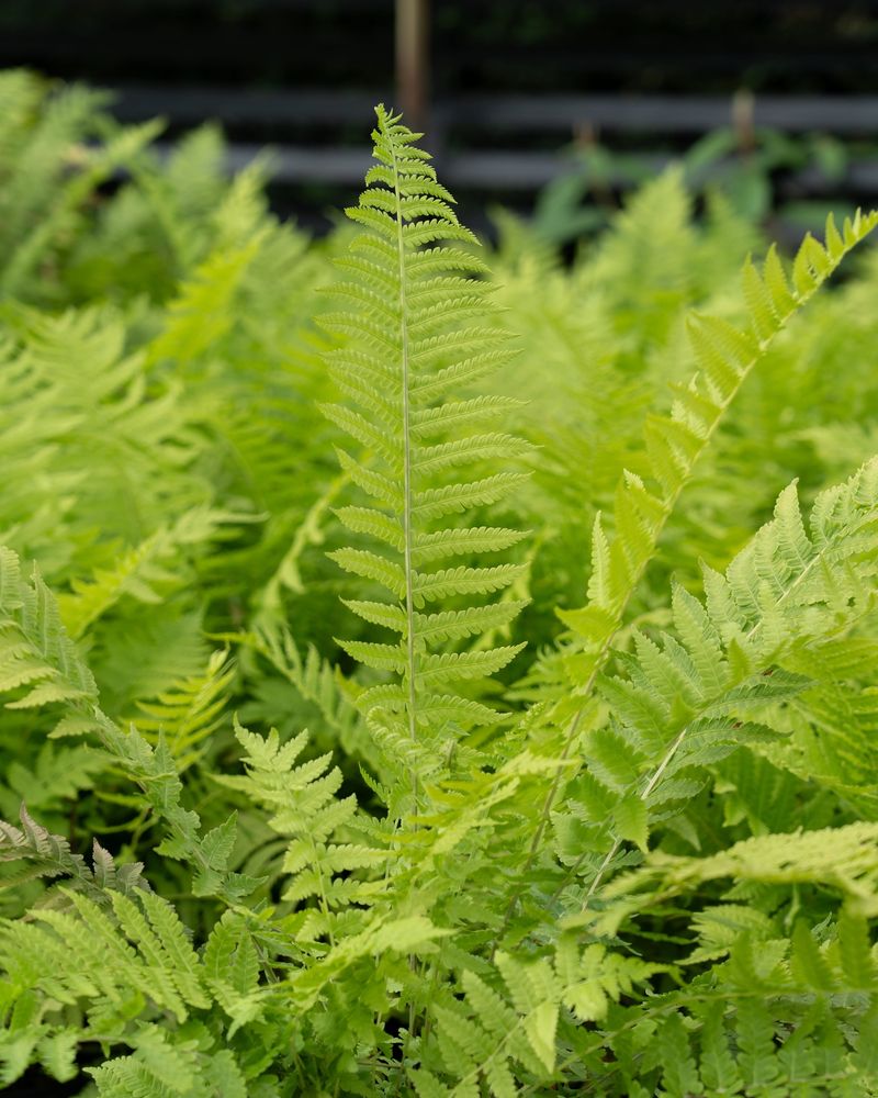 Fill Damp Shade With Ostrich Fern