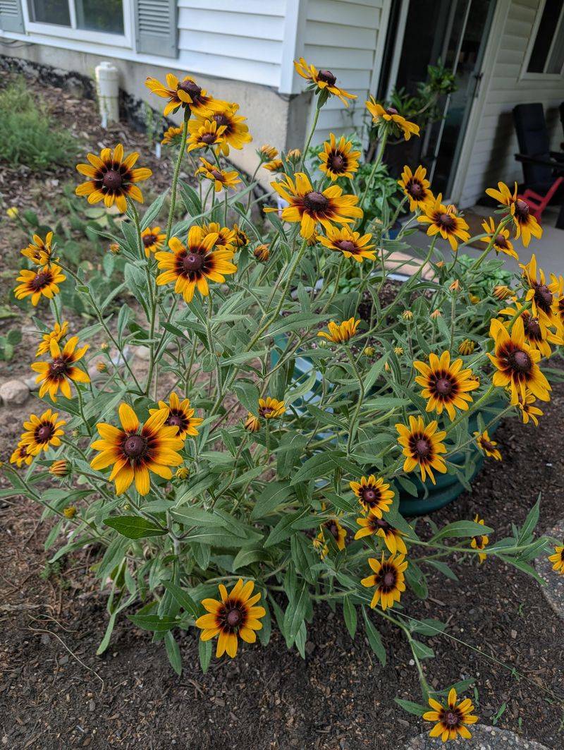 Fill Gaps With Black-Eyed Susan