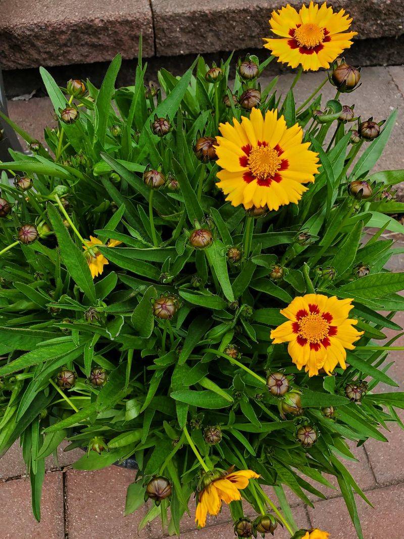 Fill Open Gaps With Coreopsis