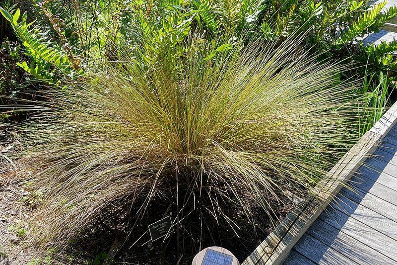 Fill Rain Garden Borders With Sand Cordgrass Fill Rain Garden Borders With Sand Cordgrass
