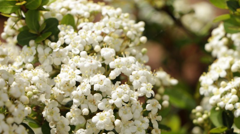 Fill Side Yards With Walter's Viburnum Fill Side Yards With Walter's Viburnum