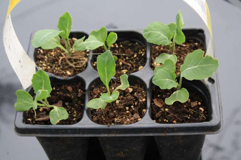 Fill Small Containers With Fresh Seed Starting Mix Fill Small Containers With Fresh Seed Starting Mix