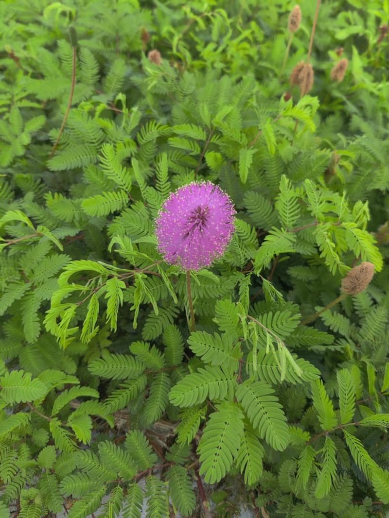 Fill Sunny Bare Spots With Tough Groundcovers Fill Sunny Bare Spots With Tough Groundcovers