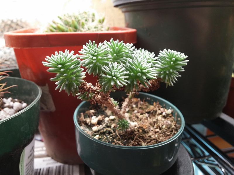 Fill Sunny Windows With Small Succulents Fill Sunny Windows With Small Succulents