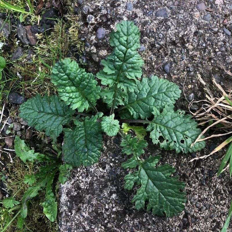 Fill The Bare Ground Before Tansy Does