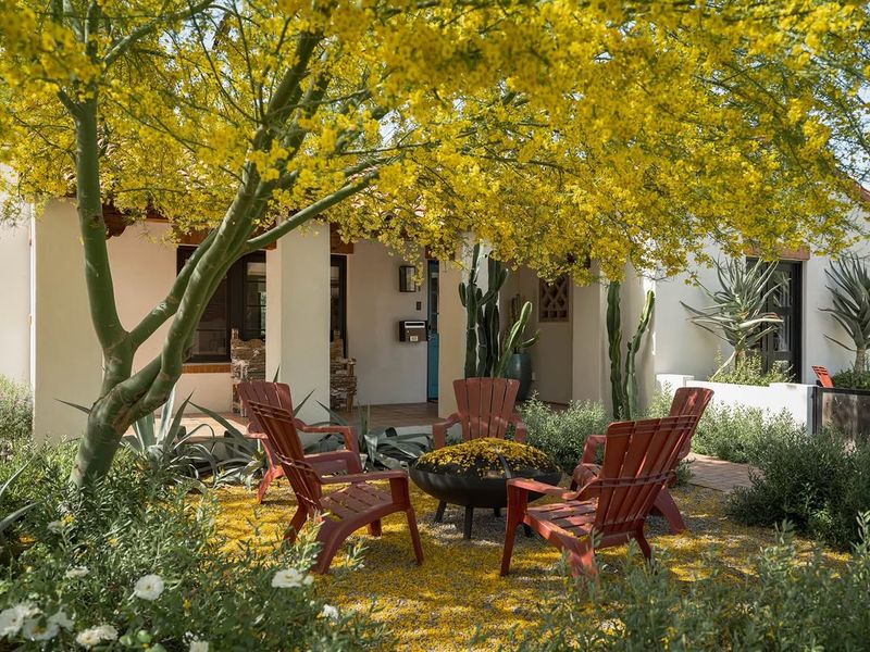 Filtered Shade Makes Palo Verde Perfect For Patio Comfort
