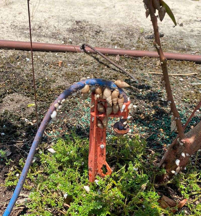 Find Ghost Snails Gathering Around Irrigation Emitters Find Ghost Snails Gathering Around Irrigation Emitters
