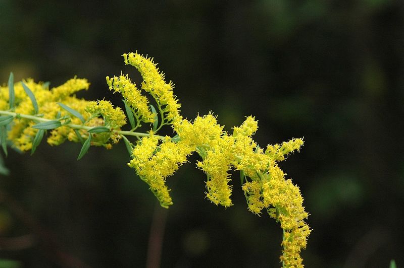 Find Out Why Ohio's Golden Fields Catch Attention Every Fall