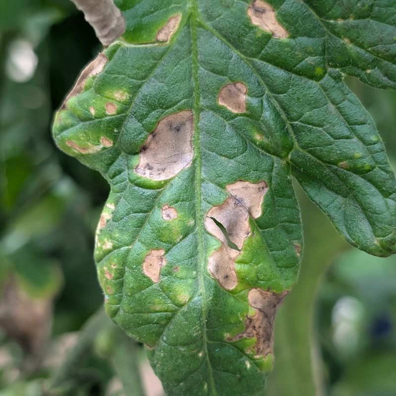 Find Target Rings From Early Blight Find Target Rings From Early Blight
