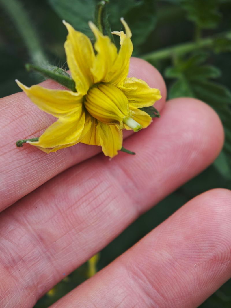 Finding Flowers That Are Ready For A Little Help