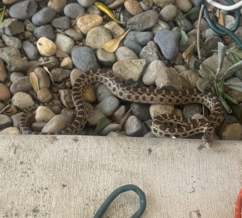 Finding One Often Means Your Yard Has Prey Nearby