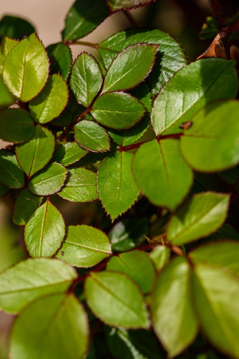 Finding The Right Five-Leaflet Leaf Set Finding The Right Five-Leaflet Leaf Set
