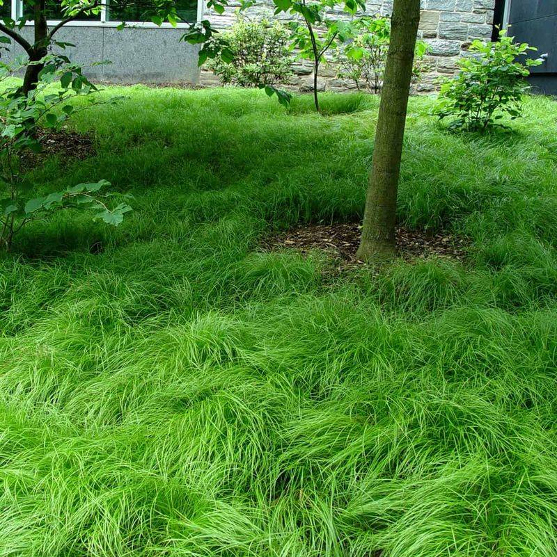 Fine Green Foliage Creates A Soft Groundcover Under Trees