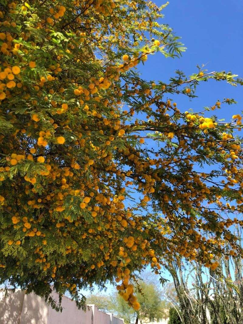 Fine Leaves Cast Gentle Shade Without Heavy Litter