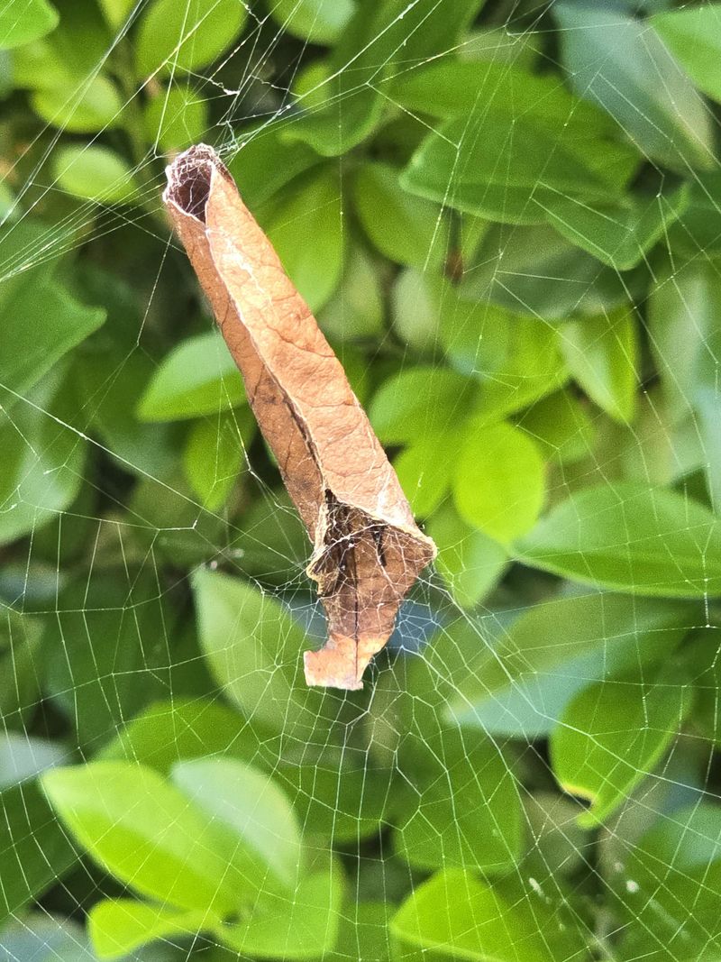 Fine Silk Threads Along Stems and Leaves