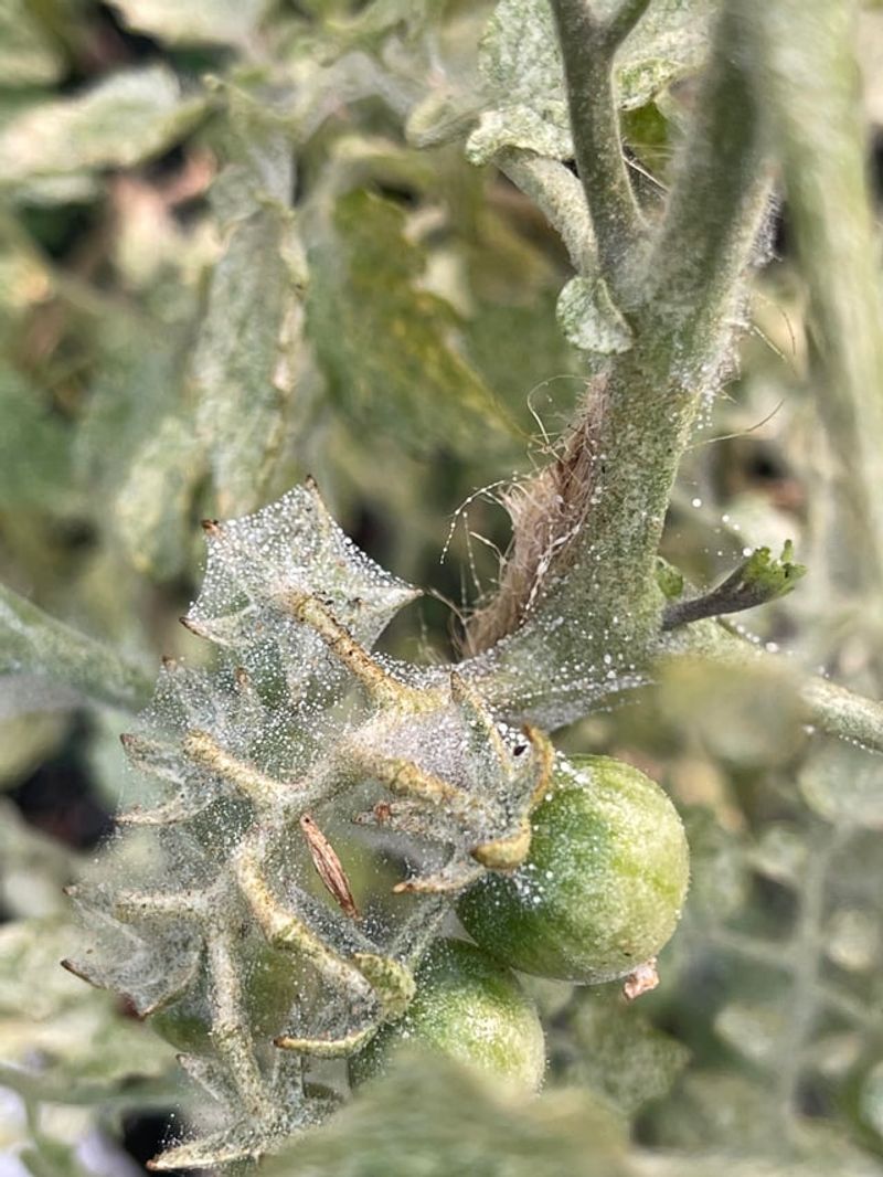 Fine Webbing Beginning To Appear Under The Foliage