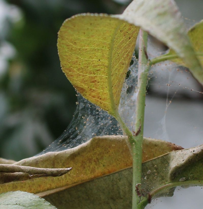 Fine Webbing Can Point To Twospotted Spider Mites