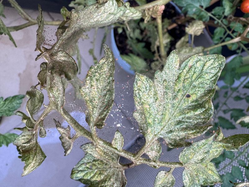 Fine Webbing Means Spider Mites May Already Be Established Fine Webbing Means Spider Mites May Already Be Established