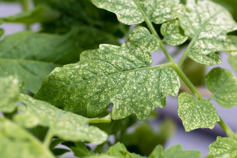 Fine White Or Yellow Stippling Across Tomato Leaves