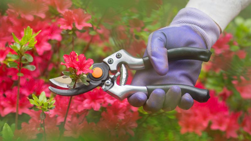 Finish Major Pruning Soon After Spring Bloom Finish Major Pruning Soon After Spring Bloom