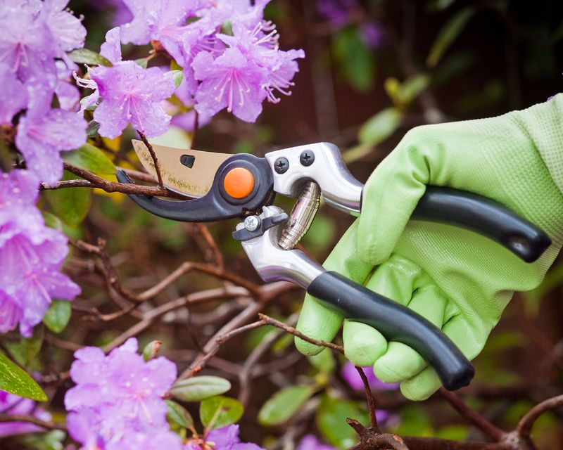 Finish Pruning Before Flower Buds Begin Forming