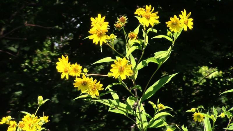 Finish Strong With Sawtooth Sunflower