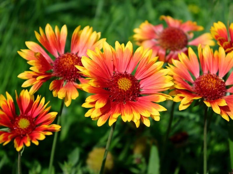 Finish The Border With Blanket Flower