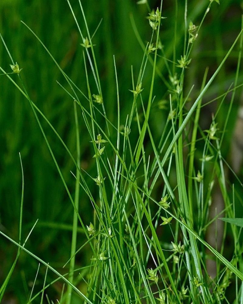 Finish The Edge With Gray's Sedge