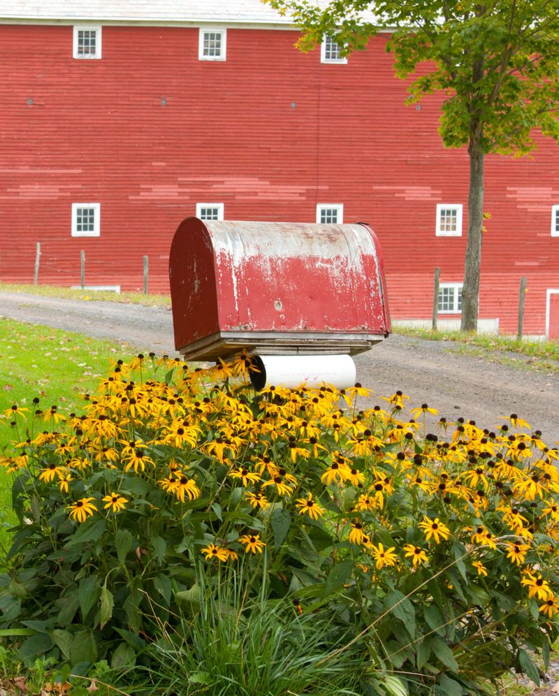 Finish With Black-Eyed Susan Finish With Black-Eyed Susan