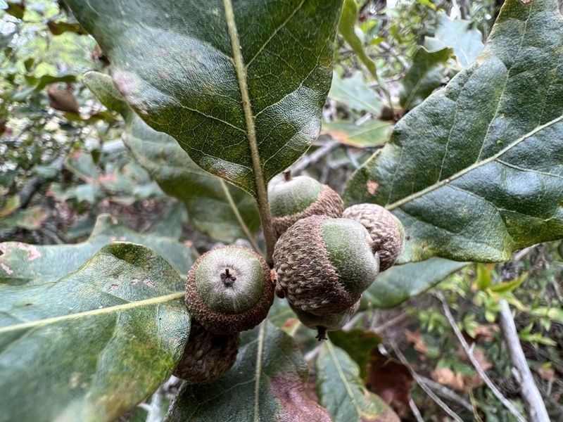 Fire And Habitat Loss Threatening Its Survival