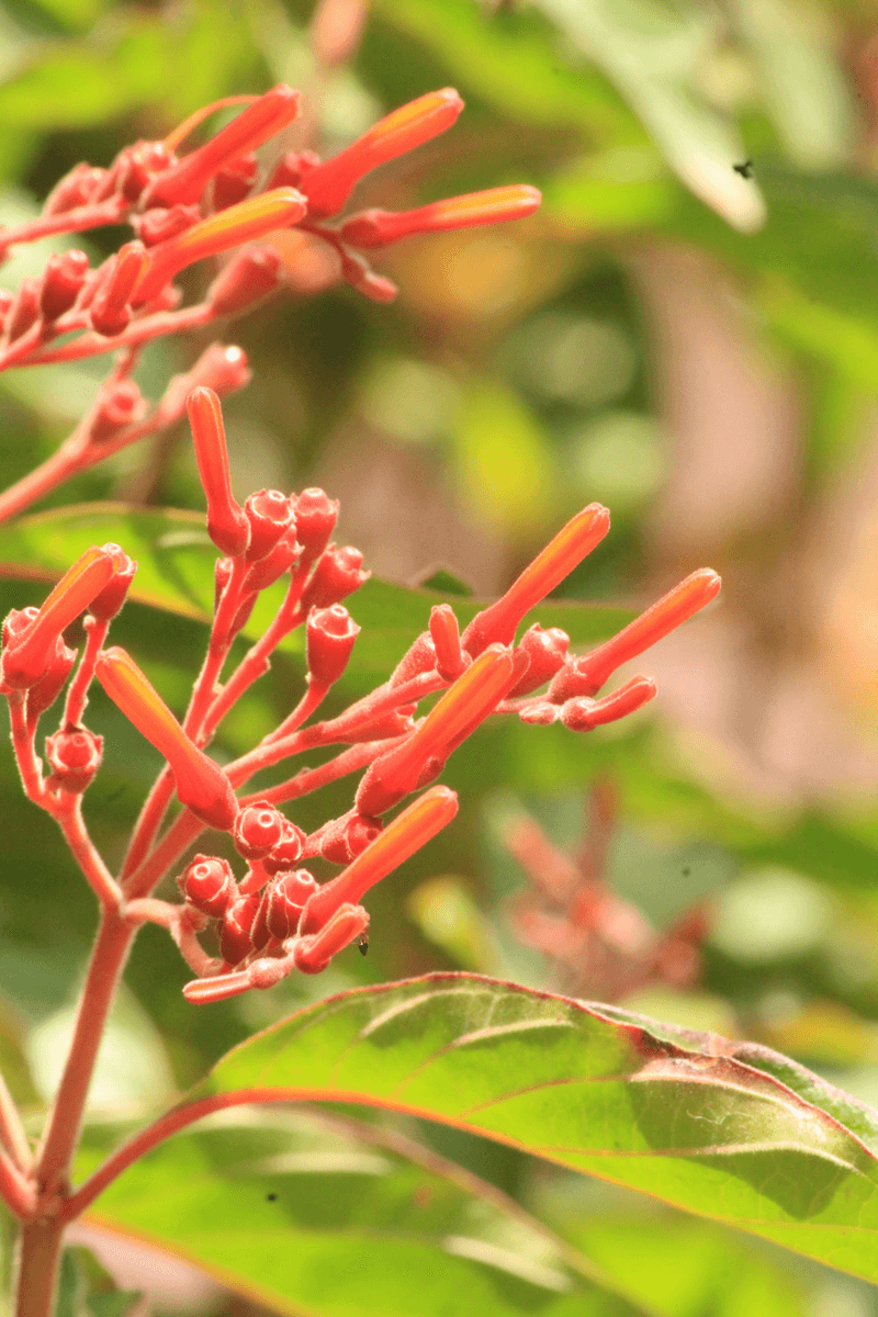 Firebush Keeps The Nectar Window Open Through Summer