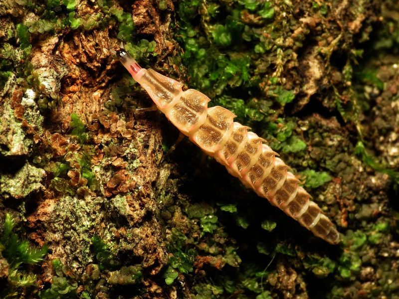 Firefly Larvae Need The Ground You Bare Firefly Larvae Need The Ground You Bare