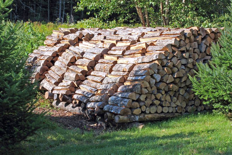 Firewood Can Carry The Pest Farther