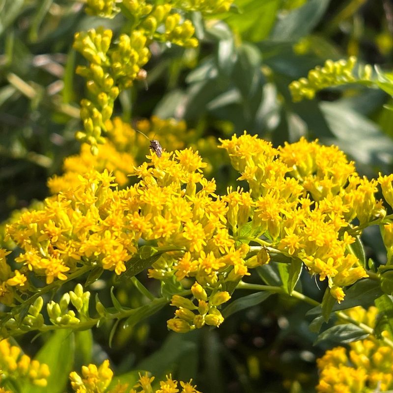 Fireworks Goldenrod Does Not Mind Wet Clay